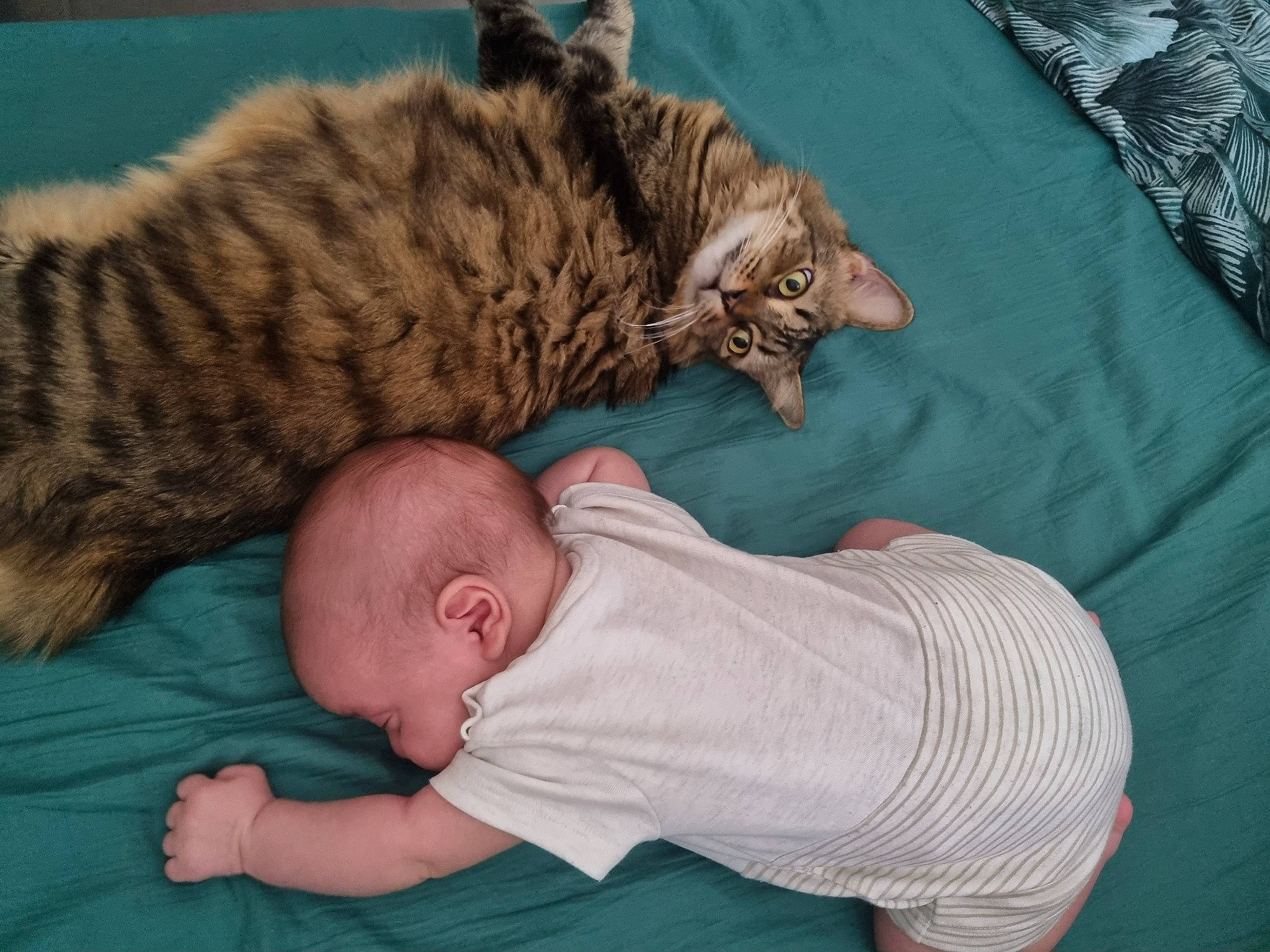 Mojito participe au concours pour gagner de l'argent avec cette photo : baby, baby_toddler_clothing, bed, carnivore, cat, cat_bed, comfort, domestic_short_haired_cat, felidae, fur, lap, linens, nap, sleep, small_to_medium_sized_cats, tail, terrestrial_animal, textile, toddler, whiskers