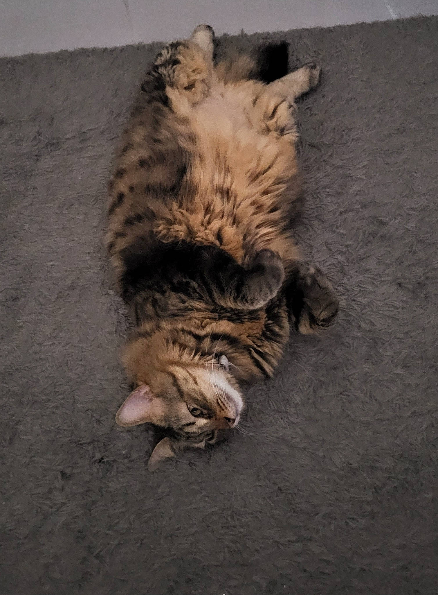 Mojito participe au concours pour gagner de l'argent avec cette photo : big_cats, canidae, carnivore, cat, claw, dog_breed, domestic_short_haired_cat, fawn, felidae, fur, lion, paw, siberian_tiger, small_to_medium_sized_cats, snout, tail, terrestrial_animal, tiger, whiskers, wood