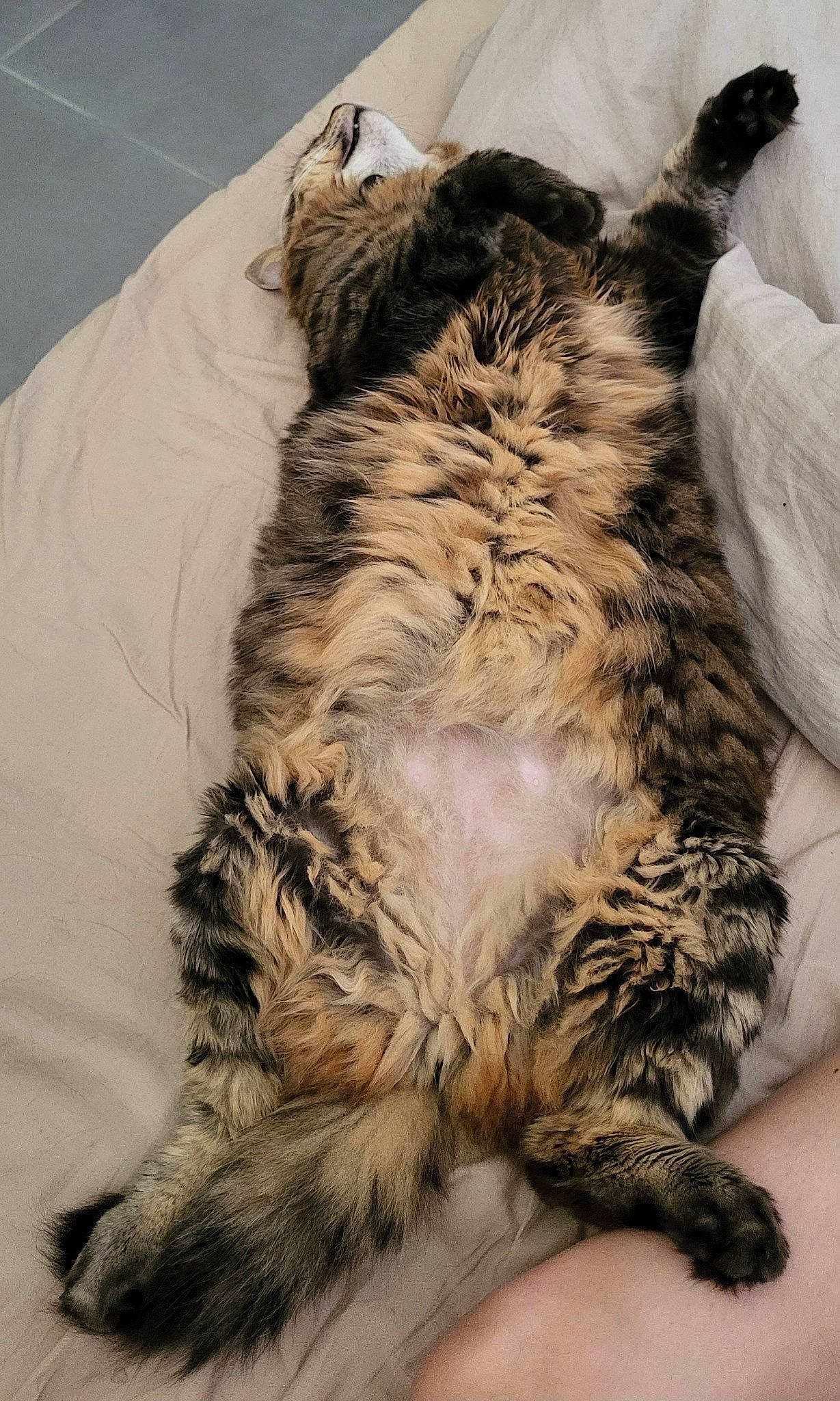 Mojito a rejoint le concours — aidez-le/la à gagner de superbes lots ! bed, carnivore, cat, claw, comfort, domestic_short_haired_cat, fawn, felidae, fur, nap, paw, sleep, small_to_medium_sized_cats, snout, tail, terrestrial_animal, whiskers, wildlife