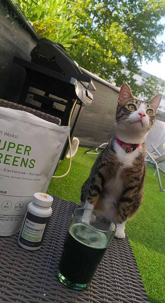 Pattoune a rejoint le concours — aidez-le/la à gagner de superbes lots ! beer, carnivore, cat, cocktail, domestic_short_haired_cat, drink, drinking, drinkware, felidae, fur, grass, green, outdoor_furniture, plant, small_to_medium_sized_cats, table, tableware, tail, tree, whiskers