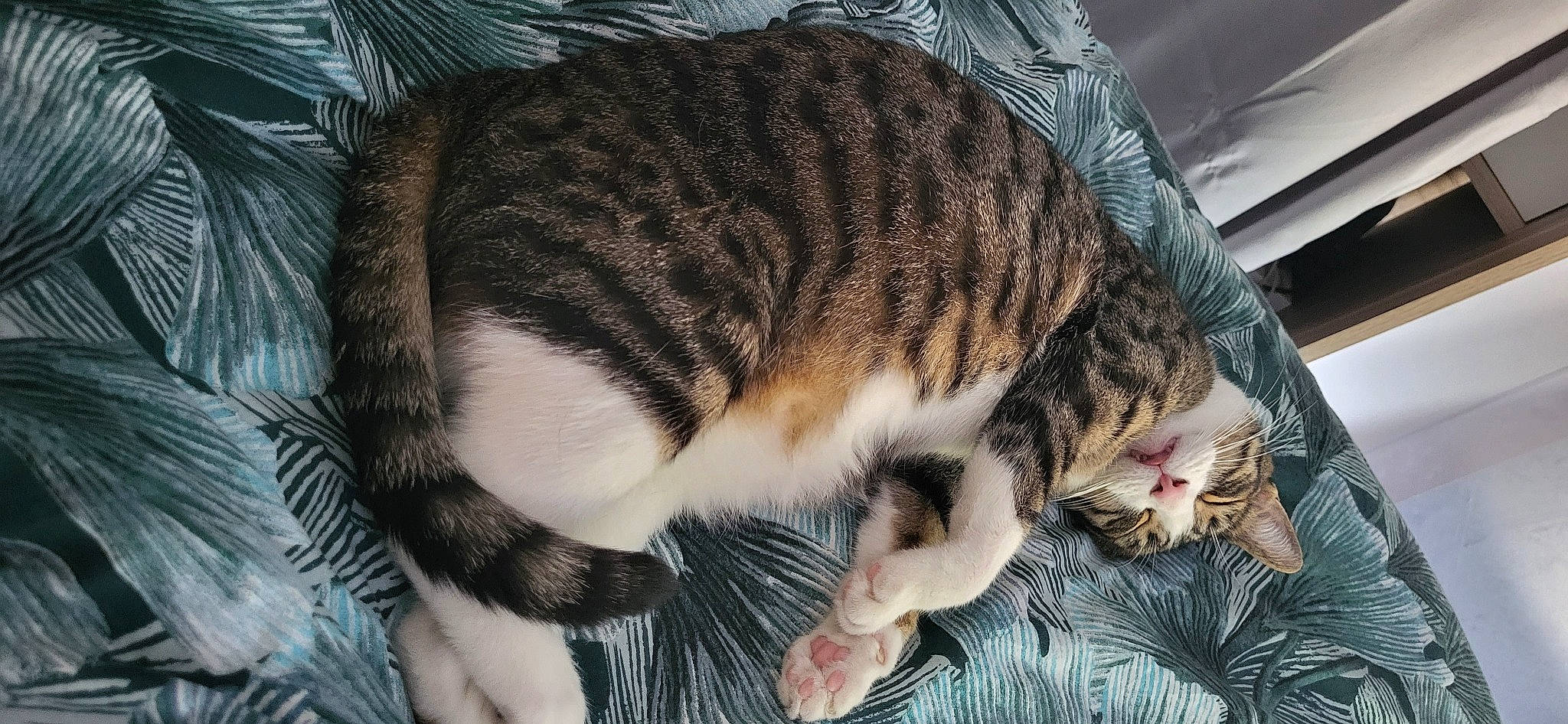 Pattoune participe au concours pour gagner de l'argent avec cette photo : carnivore, cat, cat_bed, cat_supply, claw, comfort, domestic_short_haired_cat, felidae, fur, nap, paw, sleep, small_to_medium_sized_cats, snout, tail, terrestrial_animal, whiskers