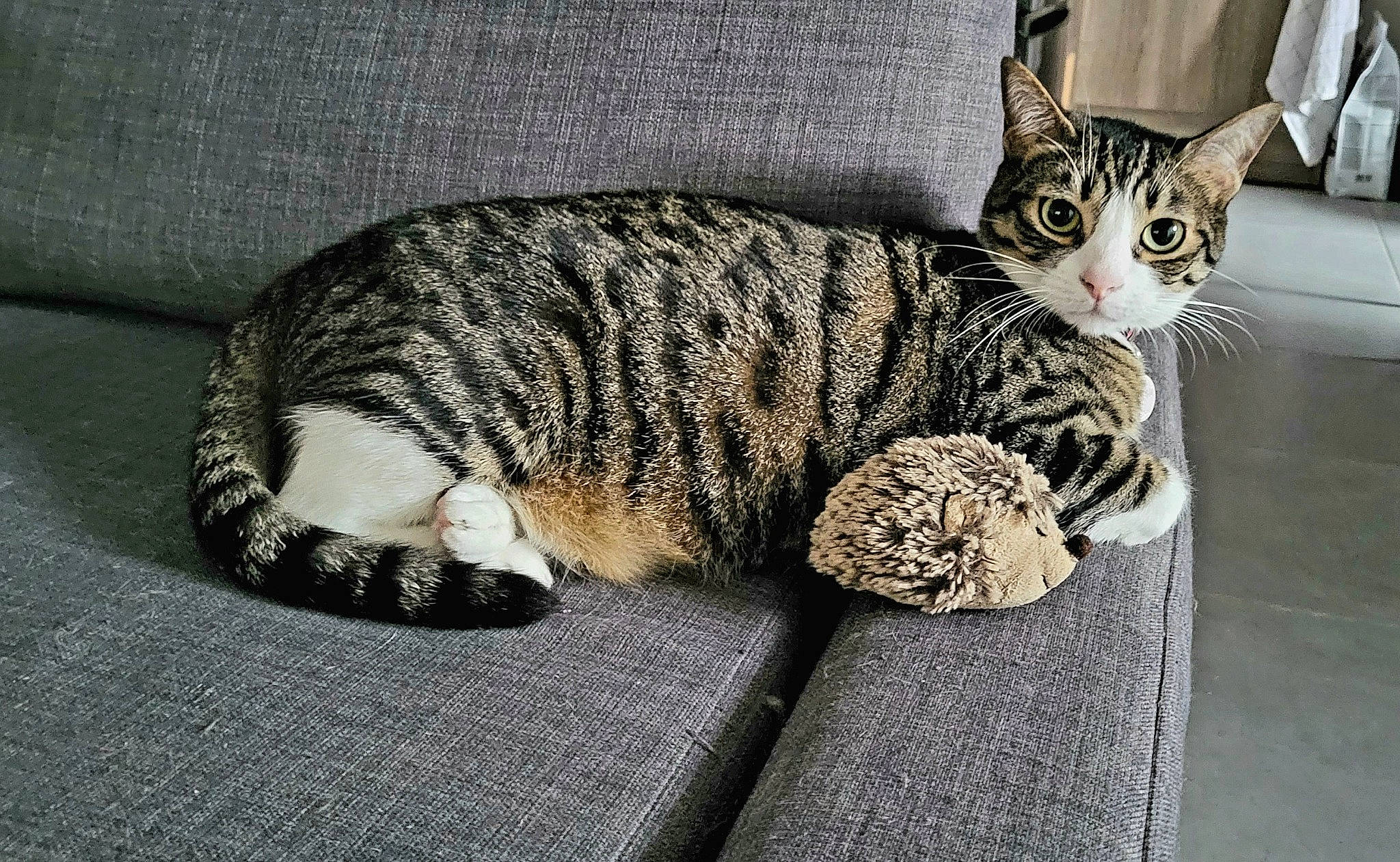 Pattoune participe au concours pour gagner de l'argent avec cette photo : carnivore, cat, claw, comfort, domestic_short_haired_cat, felidae, fur, grey, paw, sitting, small_to_medium_sized_cats, snout, terrestrial_animal, whiskers