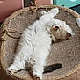 cat, fluffy, white_cat, pet, sleeping, relaxed, round_bed, woven_bed, furniture, indoor, cozy, paw, tail, resting, animal, cute, domestic_cat, fur, home, comfy
