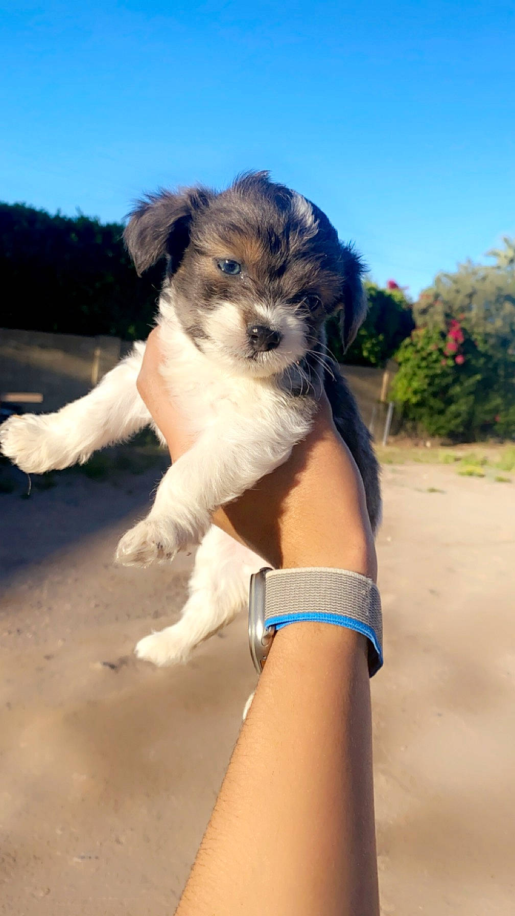 Sully is registered to the contest to win money with this photo: canidae, carnivore, cloud, companion_dog, dog, dog_breed, electric_blue, fawn, landscape, ocean, plant, sky, small_terrier, sporting_group, terrier, toy_dog, tree, tropics, working_animal, wrist