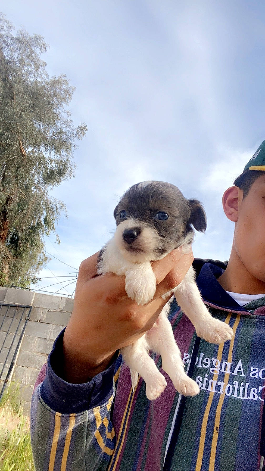 Sully joined the competition — help win amazing prizes! baseball_cap, canidae, cap, carnivore, cloud, companion_dog, dog, dog_breed, fur, happy, hat, plant, puppy_love, sky, snout, sporting_group, terrestrial_animal, toy_dog, tree, working_animal