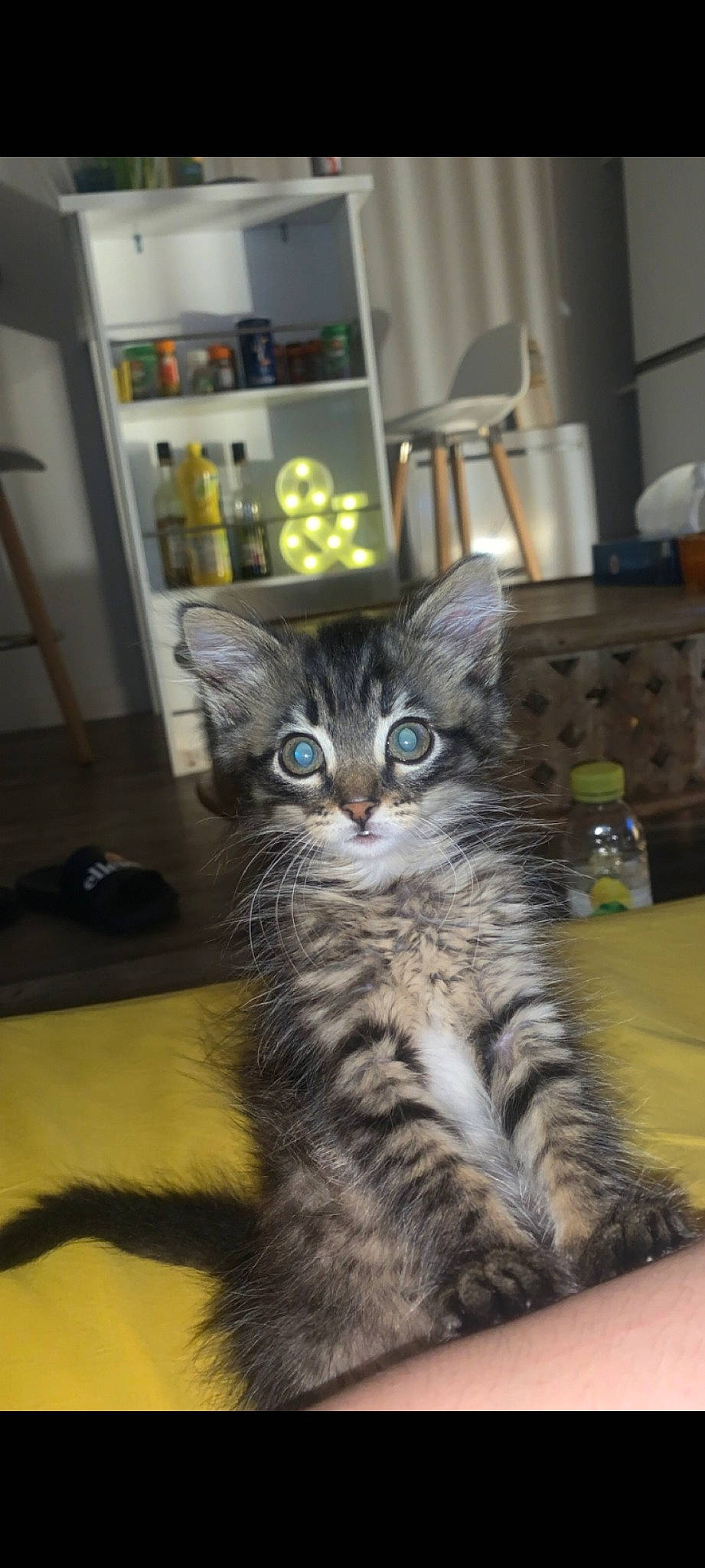 Abby participe au concours pour gagner de l'argent avec cette photo : cabinetry, carnivore, cat, domestic_short_haired_cat, door, felidae, flooring, fur, paw, picture_frame, room, shelf, shelving, small_to_medium_sized_cats, snout, tail, terrestrial_animal, whiskers, window