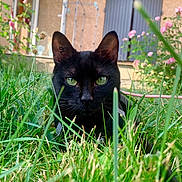 Bagheera participe au concours pour gagner de l'argent avec cette photo : animal, black_cat, close_up, curious, domestic_animal, feline, flower, garden, grass, green_eyes, house, leaf, mammal, nature, outdoor, pet, plant, portrait, summer, wildlife