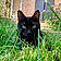 Bagheera