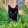 animal, black_cat, close_up, curious, domestic_animal, feline, flower, garden, grass, green_eyes, house, leaf, mammal, nature, outdoor, pet, plant, portrait, summer, wildlife