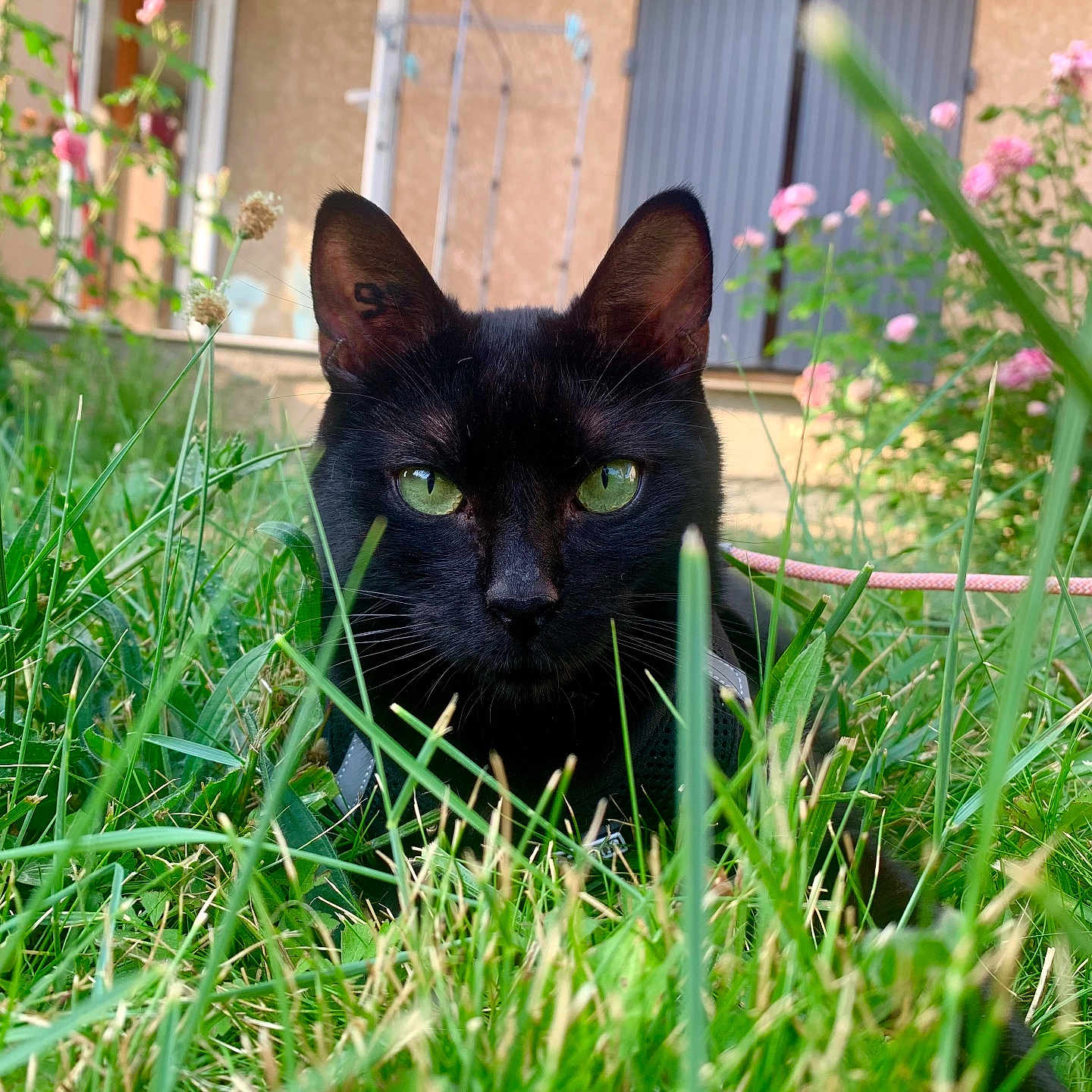 Bagheera participe au concours pour gagner de l'argent avec cette photo : animal, black_cat, close_up, curious, domestic_animal, feline, flower, garden, grass, green_eyes, house, leaf, mammal, nature, outdoor, pet, plant, portrait, summer, wildlife