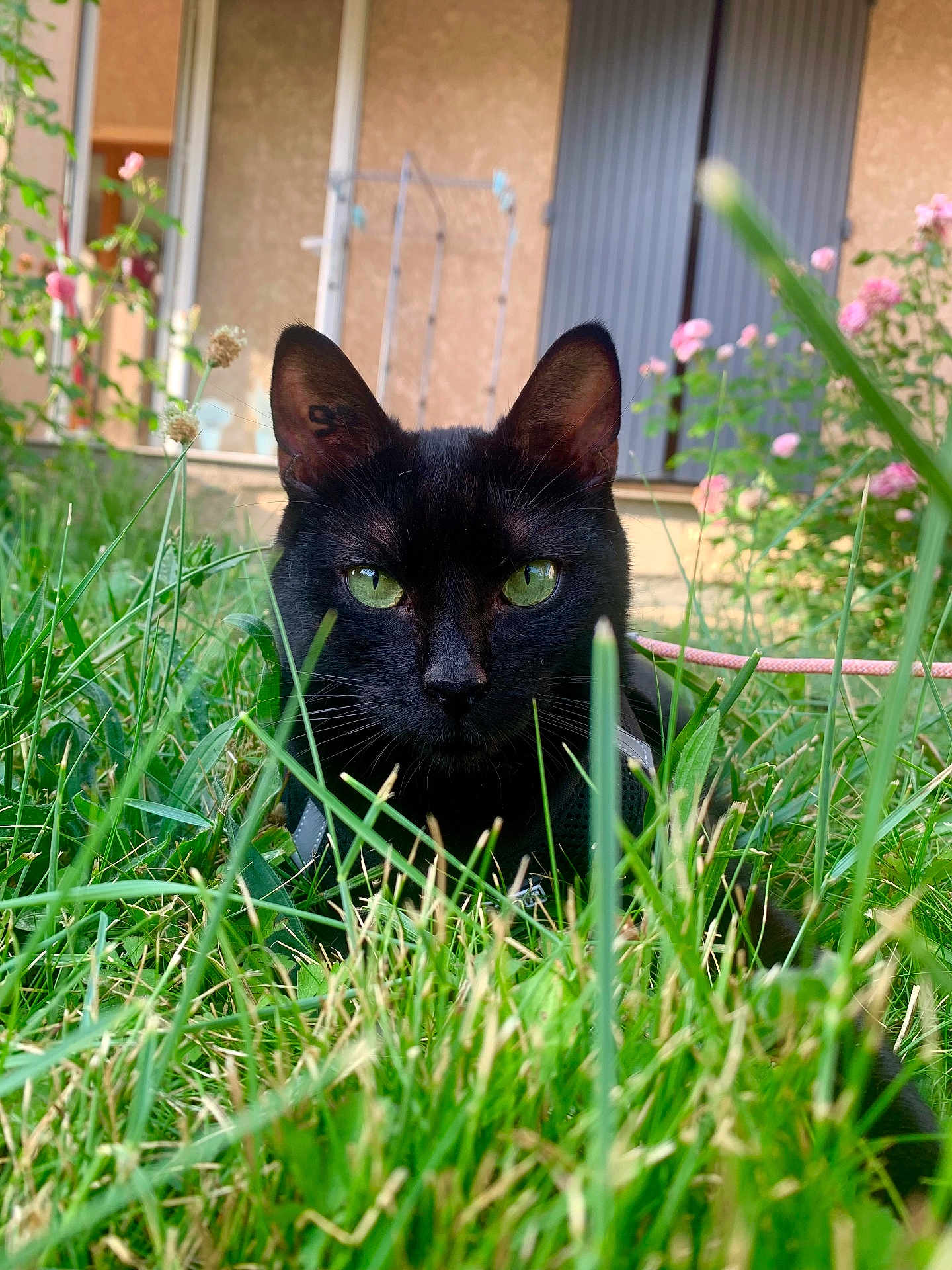 Bagheera