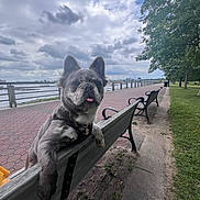 Stitch joined the competition — help win amazing prizes! dog, french_bulldog, pet, animal, portrait, tongue_out, ears_up, gray_coat, harness, sitting, bench, waterfront, seaside, boardwalk, park, trees, cloudy_sky, clouds, railing, outdoor