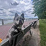 dog, french_bulldog, pet, animal, portrait, tongue_out, ears_up, gray_coat, harness, sitting, bench, waterfront, seaside, boardwalk, park, trees, cloudy_sky, clouds, railing, outdoor