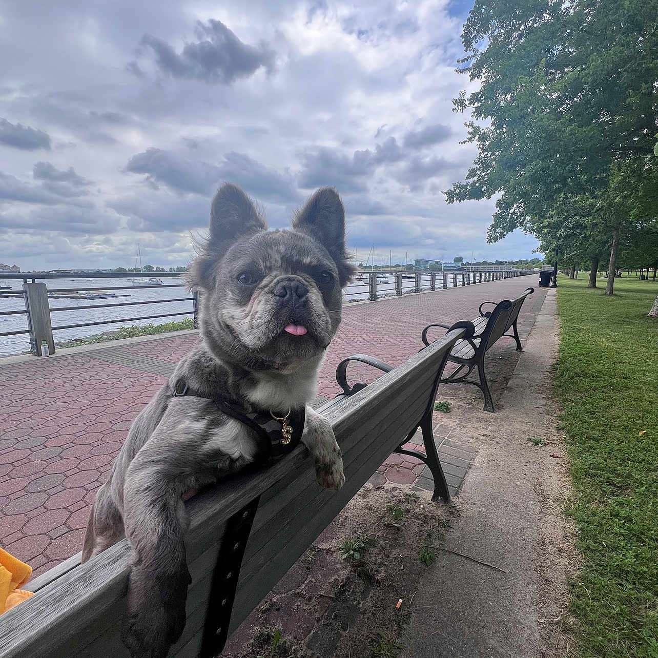 Stitch joined the competition — help win amazing prizes! dog, french_bulldog, pet, animal, portrait, tongue_out, ears_up, gray_coat, harness, sitting, bench, waterfront, seaside, boardwalk, park, trees, cloudy_sky, clouds, railing, outdoor