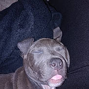 Bella a rejoint le concours — aidez-le/la à gagner de superbes lots ! puppy, dog, sleeping, tongue_out, nose, whiskers, blanket, close_up, portrait, indoor, flash, fur, ears, couch, cozy, resting, sleepy, adorable, snout, black_fur