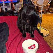 Octavia is registered to the contest to win money with this photo: bedspread, black_cat, bottle, carpet, cat, container, curious, fabric, fan, food_container, furniture, household_items, indoor, looking_down, night, pet, red, room, table, television