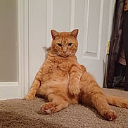 Puss joined the competition — help win amazing prizes! cat, orange_cat, tabby, carpet, door, indoor, pet, feline, sitting, relaxed, animal, fur, paw, whiskers, ears, cute, domestic, home, looking, mammal