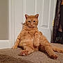 cat, orange_cat, tabby, carpet, door, indoor, pet, feline, sitting, relaxed, animal, fur, paw, whiskers, ears, cute, domestic, home, looking, mammal