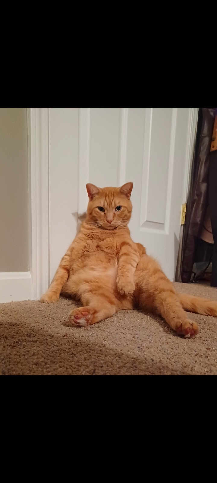 Puss joined the competition — help win amazing prizes! cat, orange_cat, tabby, carpet, door, indoor, pet, feline, sitting, relaxed, animal, fur, paw, whiskers, ears, cute, domestic, home, looking, mammal