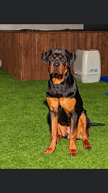 Roxy is registered to the contest to win money with this photo: beaglier, canidae, carnivore, companion_dog, dog, dog_breed, fawn, fence, grass, guard_dog, home_fencing, hound, hunting_dog, kitchen_appliance, molosser, rottweiler, snout, sporting_group, working_animal, working_dog