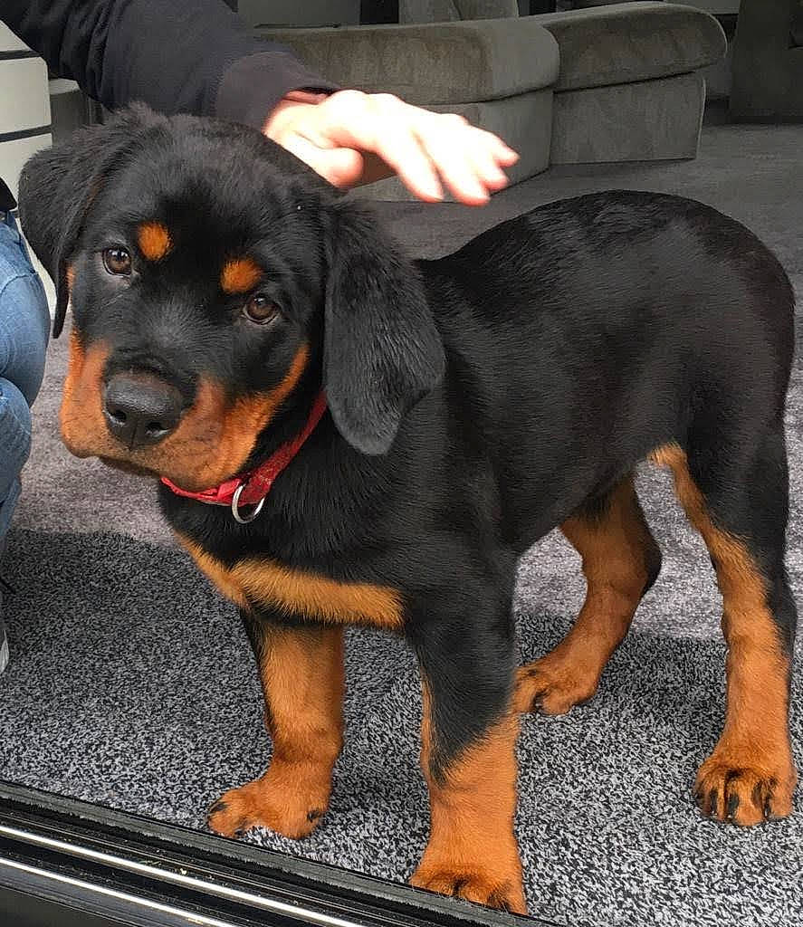 Roxy is registered to the contest to win money with this photo: canidae, carnivore, collar, companion_dog, dog, dog_breed, dog_collar, guard_dog, hound, hunting_dog, paw, rottweiler, scent_hound, sharing, snout, sporting_group, tail, windshield, working_animal, working_dog