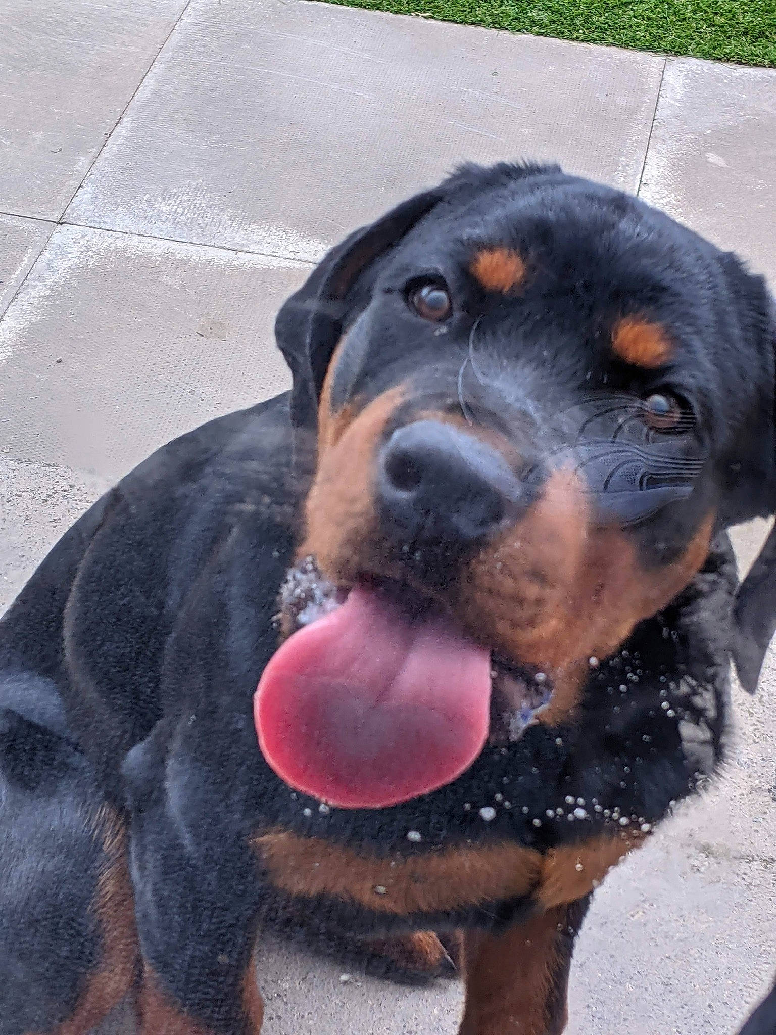 Roxy joined the competition — help win amazing prizes! ball, canidae, carnivore, collar, companion_dog, dog, dog_breed, fawn, fur, guard_dog, hound, liquid, montenegrin_mountain_hound, paw, snout, sporting_group, terrestrial_animal, whiskers, working_animal, working_dog