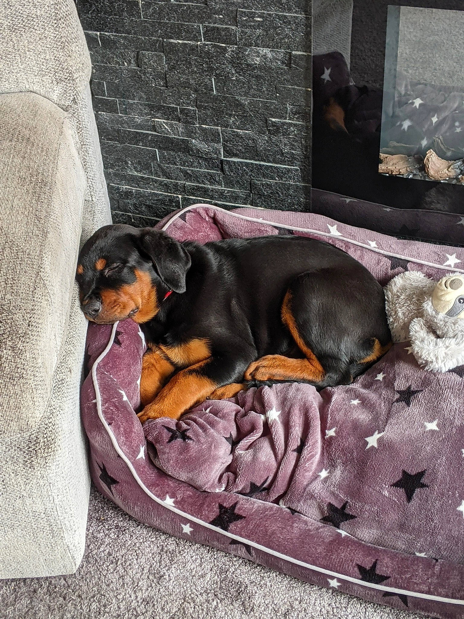 Roxy joined the competition — help win amazing prizes! canidae, carnivore, comfort, companion_dog, dog, dog_breed, dog_supply, guard_dog, hound, hunting_dog, liver, montenegrin_mountain_hound, nap, pinscher, sporting_group, tail, terrestrial_animal, toy_dog, working_animal, working_dog