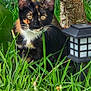 cat, tortoiseshell_cat, grass, tree_trunk, outdoor_lantern, greenery, nature, pet, animal, whiskers, ears, eyes, feline, outdoor, plant, leaf, closeup, curious, mammal, wildlife