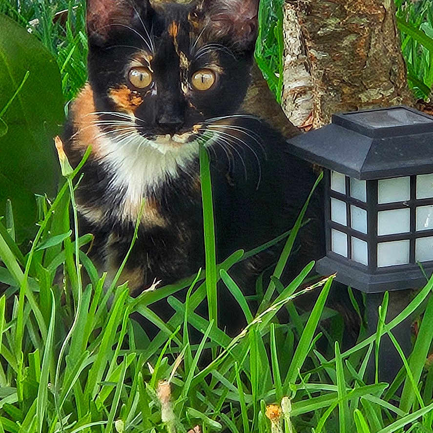 Nala a rejoint le concours — aidez-le/la à gagner de superbes lots ! animal, cat, closeup, curious, ears, eyes, feline, grass, greenery, leaf, mammal, nature, outdoor, outdoor_lantern, pet, plant, tortoiseshell_cat, tree_trunk, whiskers, wildlife