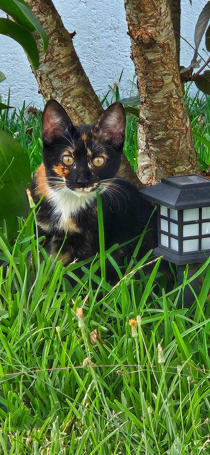 Nala