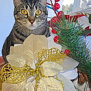 Simba a rejoint le concours — aidez-le/la à gagner de superbes lots ! abyssinian, accessories, animal, cat, conifer, flower, flowerarrangement, flowerbouquet, furniture, homedecor, ikebana, kitten, linen, manx, person, pet, plant, pottedplant, rose, tree