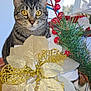abyssinian, accessories, animal, cat, conifer, flower, flowerarrangement, flowerbouquet, furniture, homedecor, ikebana, kitten, linen, manx, person, pet, plant, pottedplant, rose, tree