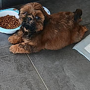 Justin participe au concours pour gagner de l'argent avec cette photo : puppy, dog, brown_fur, pet, animal, food_bowl, kibble, floor, tile, indoor, cute, small_dog, lying_down, fur, young_dog, companion, domestic, adorable, looking, resting