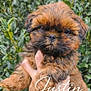 Justin a rejoint le concours — aidez-le/la à gagner de superbes lots ! puppy, dog, hand, fur, cute, pet, animal, greenery, leaves, outdoor, portrait, fluffy, brown, adorable, face, small, young, holding, nature, cursive_text