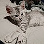 kitten, cat, gray_tabby, pet, animal, indoor, bed, resting, feline, cute, young, fur, whiskers, paws, sleepy, cozy, domestic, closeup, portrait, relaxed