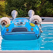 Ola Et Starr participe au concours pour gagner de l'argent avec cette photo : animal, blue, canine, dog, floating, fluffy, fun, greenery, happy, inflatable, nature, outdoor, pet, pool, recreation, summer, toy, vacation, water, white