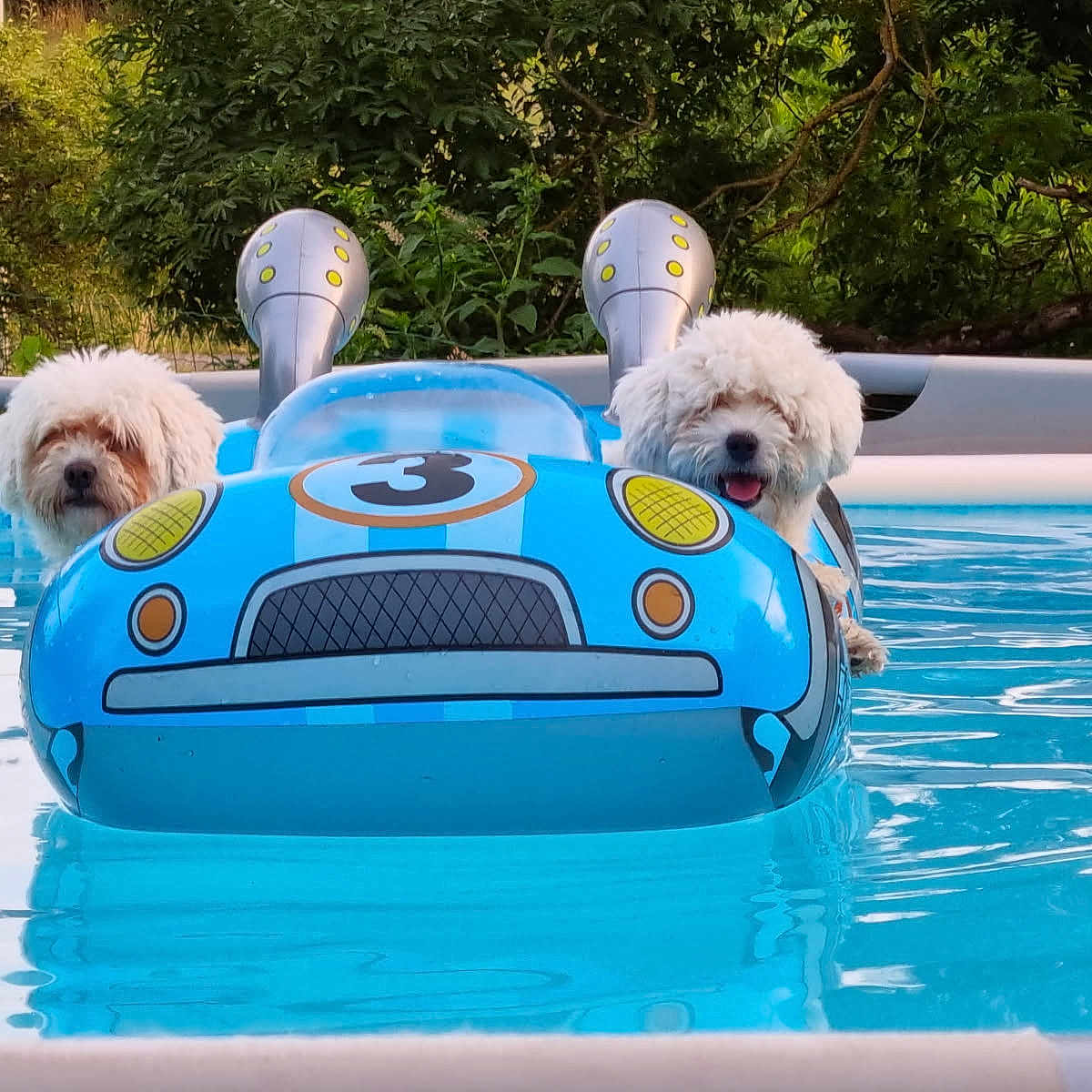 Ola Et Starr participe au concours pour gagner de l'argent avec cette photo : animal, blue, canine, dog, floating, fluffy, fun, greenery, happy, inflatable, nature, outdoor, pet, pool, recreation, summer, toy, vacation, water, white