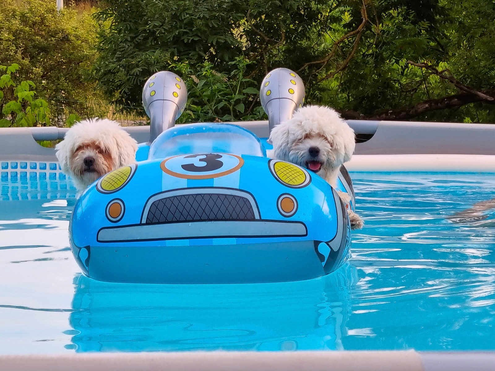 Ola Et Starr participe au concours pour gagner de l'argent avec cette photo : animal, blue, canine, dog, floating, fluffy, fun, greenery, happy, inflatable, nature, outdoor, pet, pool, recreation, summer, toy, vacation, water, white