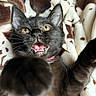 Nova joined the competition — help win amazing prizes! cat, kitten, black_cat, pet, animal, feline, whiskers, ears, golden_eyes, open_mouth, teeth, pink_collar, paw, close_up, portrait, blanket, indoors, cozy, funny_expression, playful