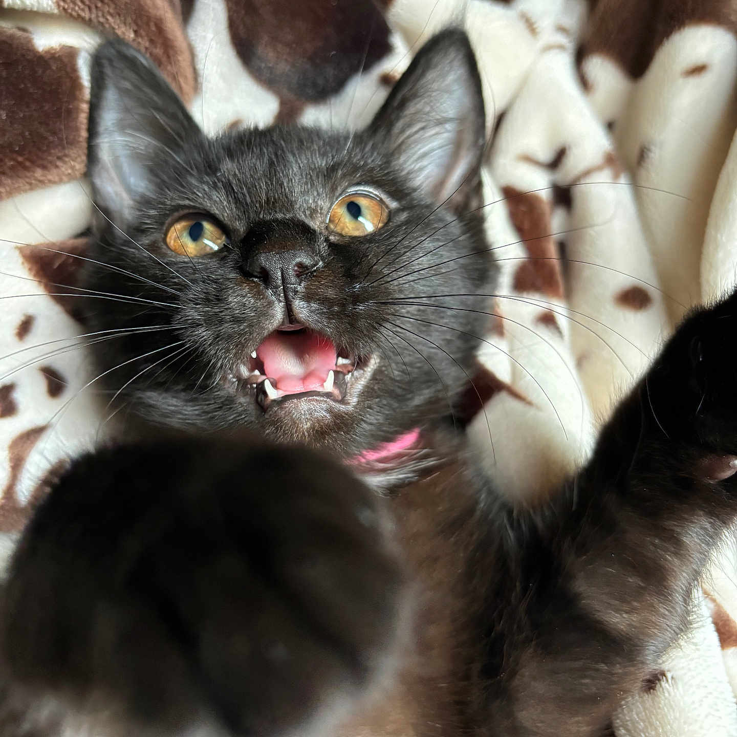 Nova joined the competition — help win amazing prizes! cat, kitten, black_cat, pet, animal, feline, whiskers, ears, golden_eyes, open_mouth, teeth, pink_collar, paw, close_up, portrait, blanket, indoors, cozy, funny_expression, playful