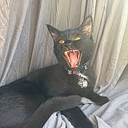 Nova is registered to the contest to win money with this photo: black_cat, cat, feline, yawning, open_mouth, teeth, fangs, amber_eyes, collar, pet_tag, indoor, curtains, fabric, lounging, lying_down, black_fur, portrait, closeup, dramatic, pet