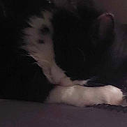 Rome joined the competition — help win amazing prizes! cat, sleeping, black_and_white, fur, animal, pet, cozy, resting, indoor, soft, quiet, dark, shadows, closeup, whiskers, paw, feline, mammal, nap, relaxation