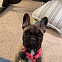dog, puppy, french_bulldog, pink_harness, carpet, indoor, pet, cute, animal, ears, face, looking_up, floor, furniture, pillow, exercise_bike, home, canine, young, alert