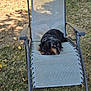 animal, backyard, black_dog, brown_dog, canine, chair, daytime, dog, fence_shadow, grass, lawn, leaf, nature, outdoor, pet, recliner, relaxing, resting, summer, sunlight