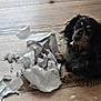 animal, black_dog, canine, chewing, cute, dog, domestic, ears, flooring, fur, guilty_look, indoor, long_hair, mess, mischievous, paw, pet, playful, shredded_paper, wooden_floor