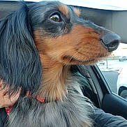 Orion participe au concours pour gagner de l'argent avec cette photo : animal, black_coat, car_interior, close_up, collar, daylight, dog, ears, fur, long_hair, looking_out, outdoor_view, pet, road, seat, side_profile, snout, tan_coat, vehicle, window