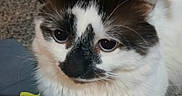 Prettyboy Lastat is registered to the contest to win money with this photo: cat, animal, pet, feline, indoor, fur, paw, slipper, puma, black_and_white, curious, closeup, face, whiskers, ears, floor, texture, cozy, domestic, cute