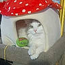 Romeo joined the competition — help win amazing prizes! cat, white_cat, fluffy_cat, cat_house, mushroom_house, pet_toy, green_toy, indoor, cozy, relaxed, feline, pet, animal, cute, resting, sitting, furry, home, comfort, playful