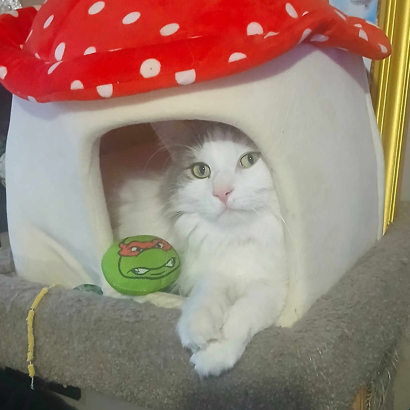 Romeo joined the competition — help win amazing prizes! cat, white_cat, fluffy_cat, cat_house, mushroom_house, pet_toy, green_toy, indoor, cozy, relaxed, feline, pet, animal, cute, resting, sitting, furry, home, comfort, playful