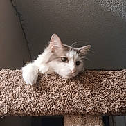 Romeo joined the competition — help win amazing prizes! cat, pet, feline, animal, indoor, carpet, cat_tree, paw, whiskers, relaxed, fur, ears, face, resting, home, ceiling, texture, looking, cute, lazy